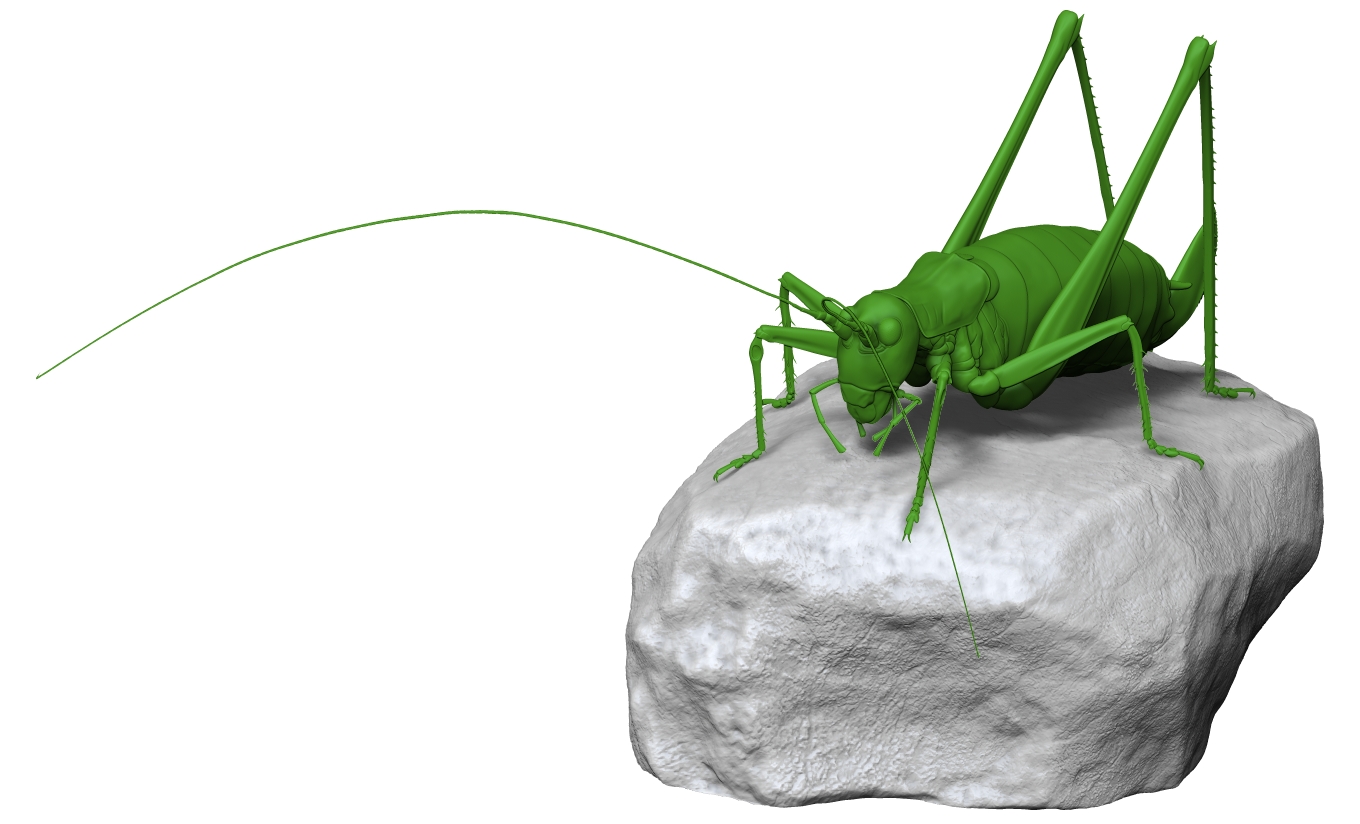 Gestreifte Zartschrecke - bush-cricket