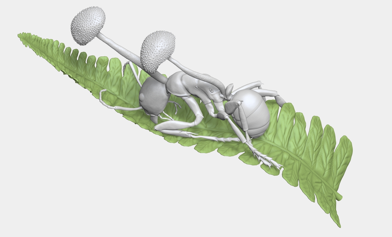 Zombie-ant - Camponotus femoratus