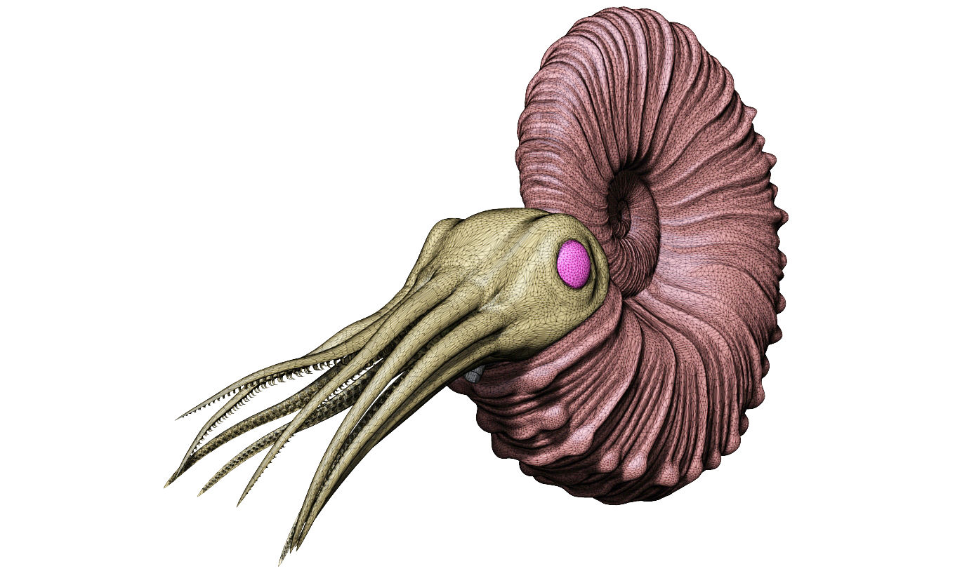 Ammonoid - Acanthoscaphites-1