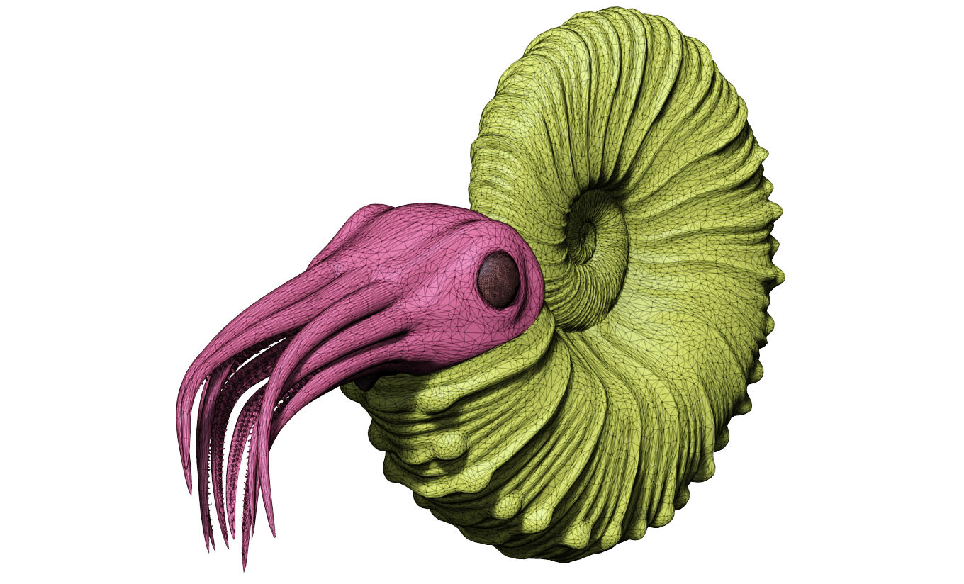 Ammonoid - Acanthoscaphites-1