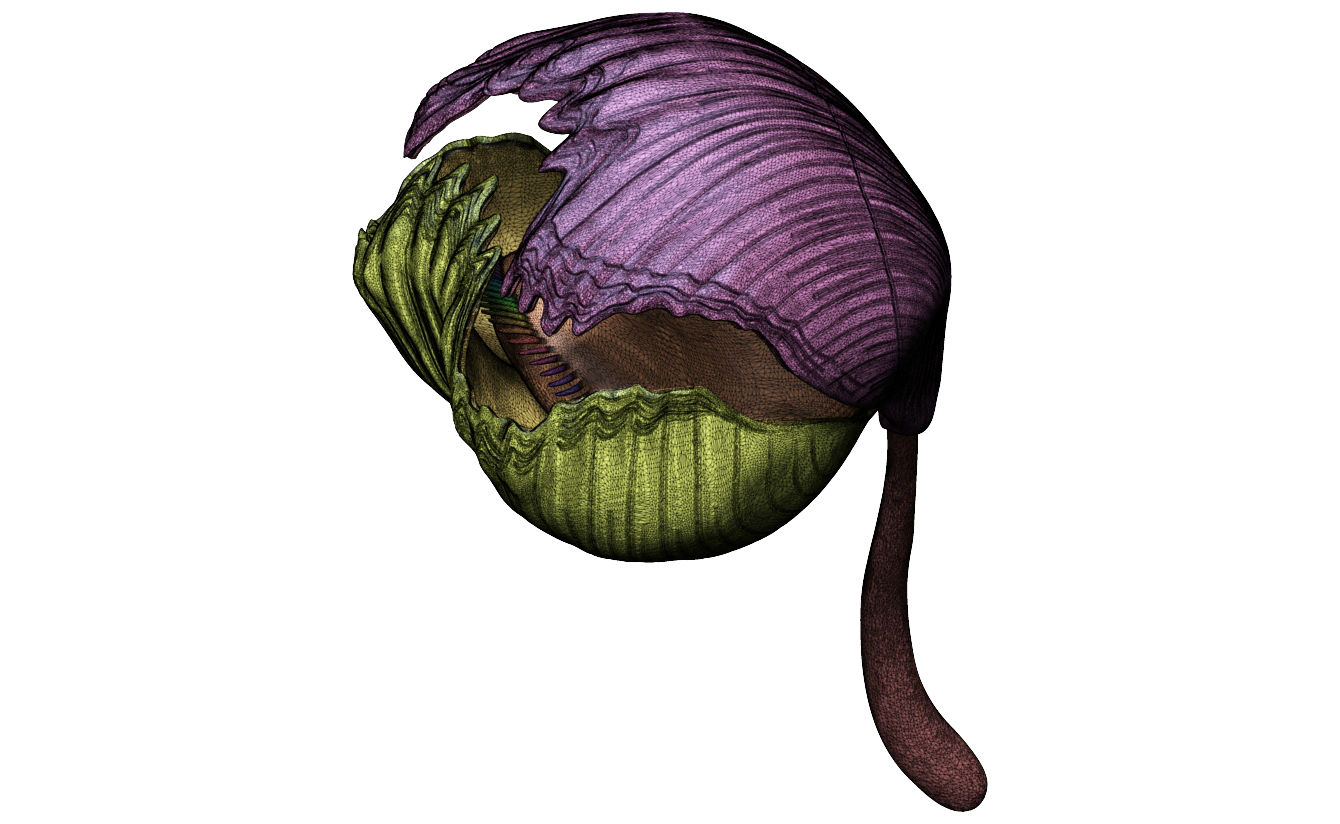 Brachiopoda - Cretirhynchia sp.