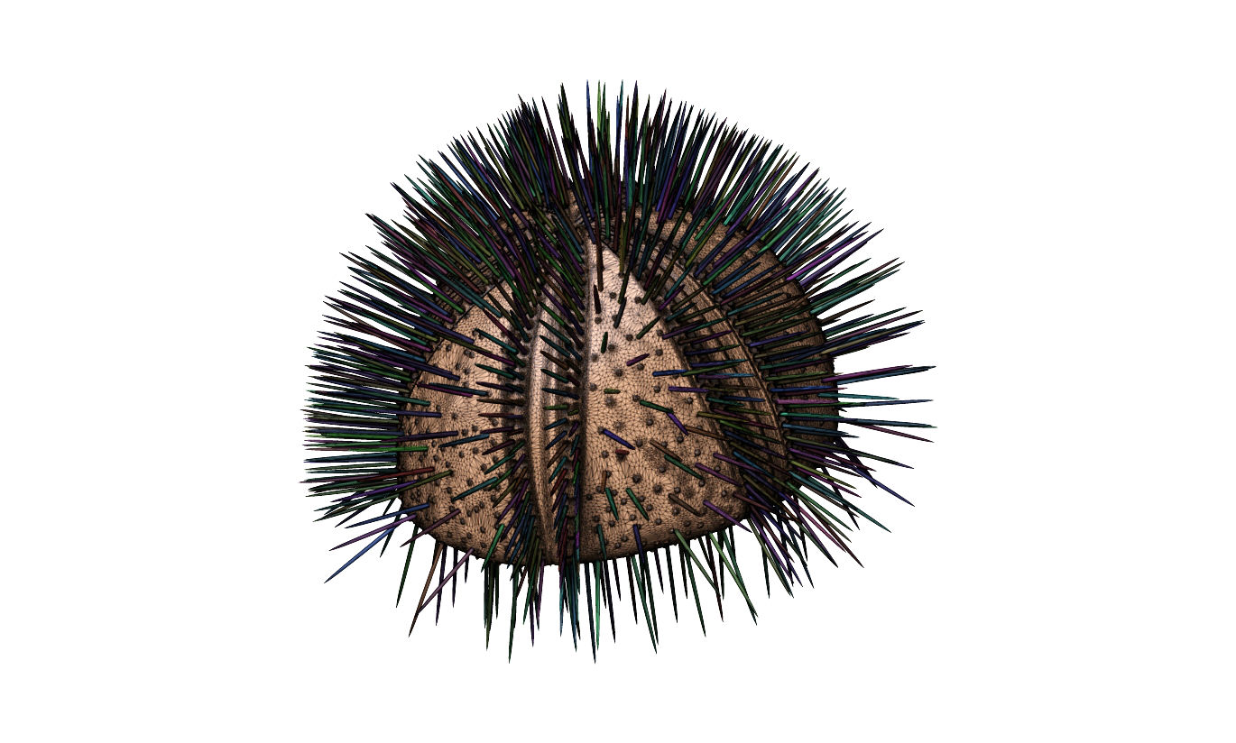 Sea urchin - Echinocorys ovatus