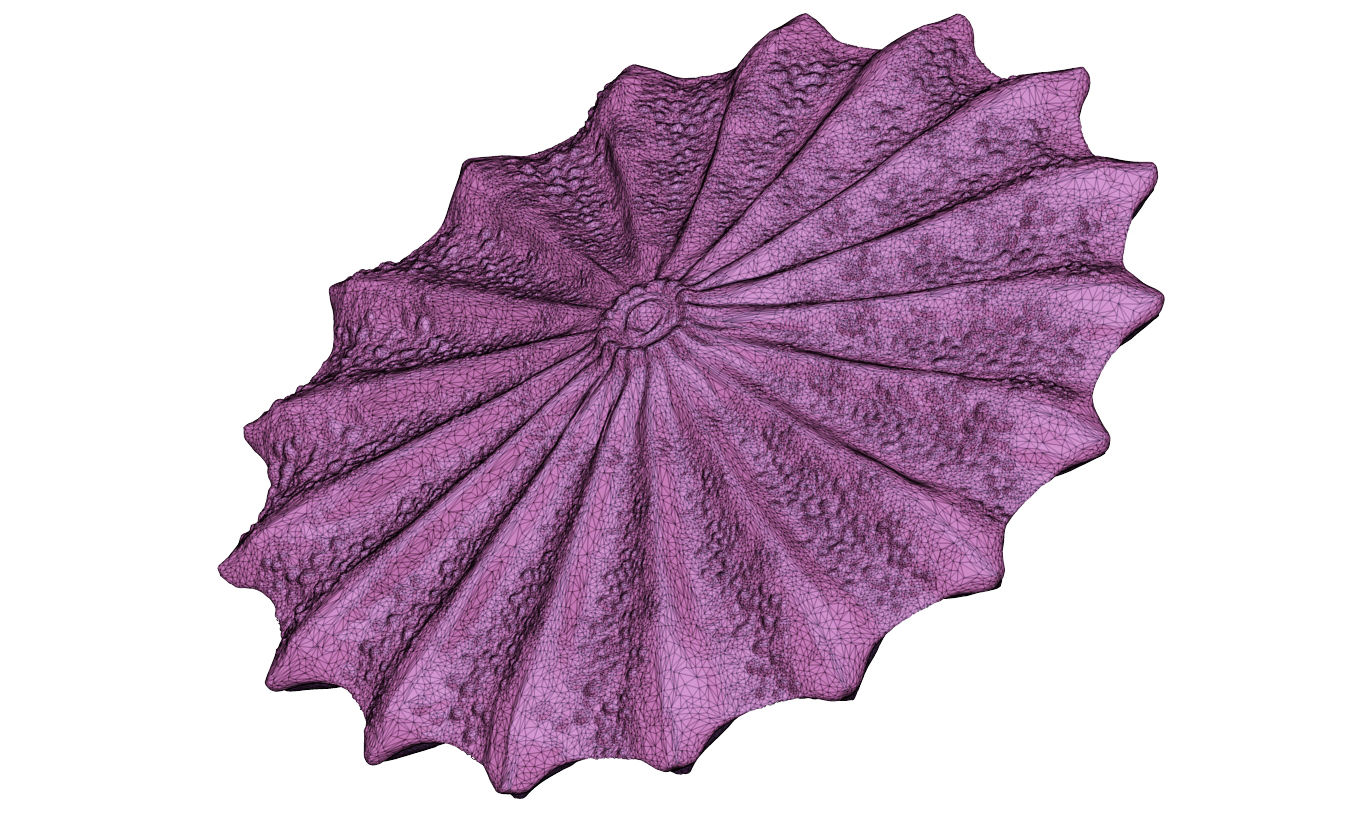 Brachiopoda - Isocrania costata