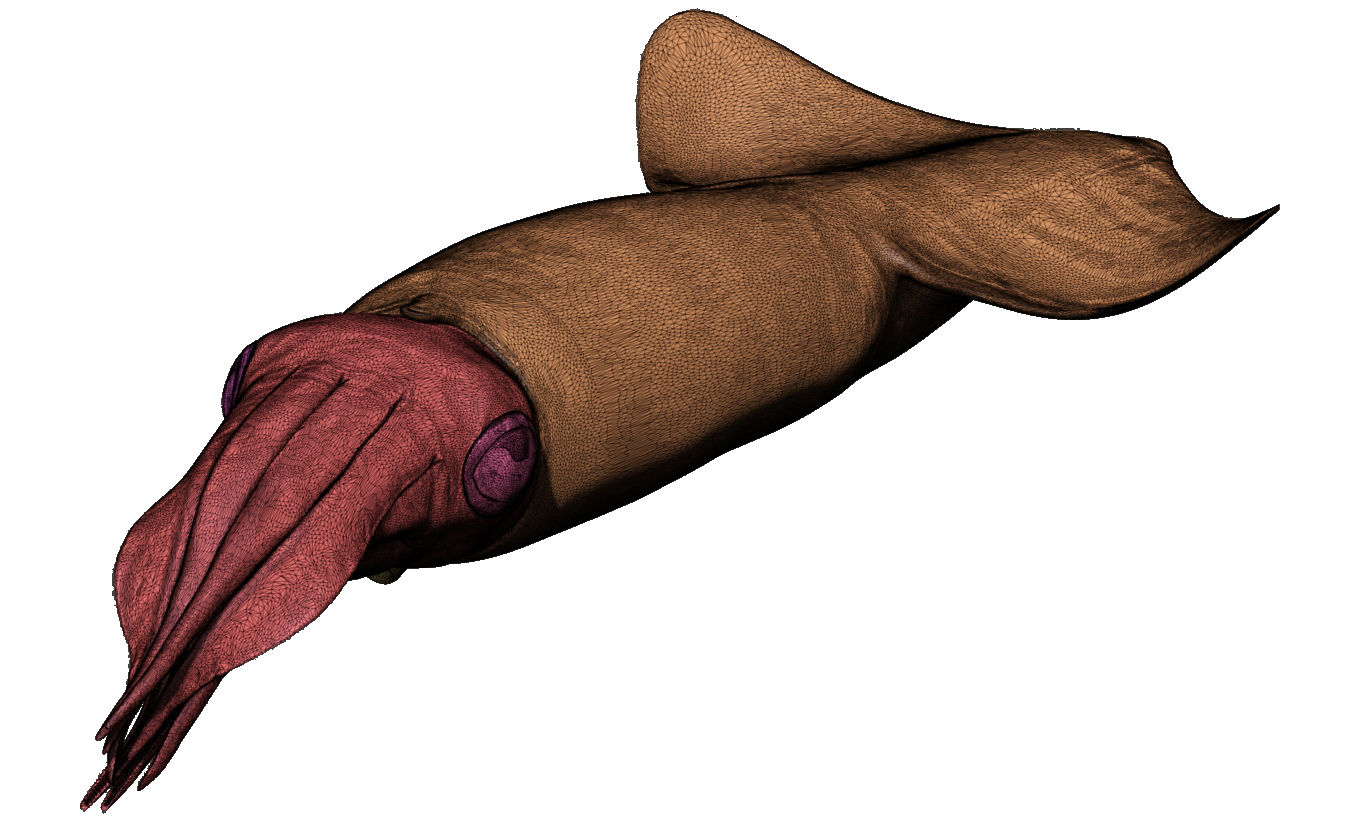 Kalmar - Squid in 15 different poses