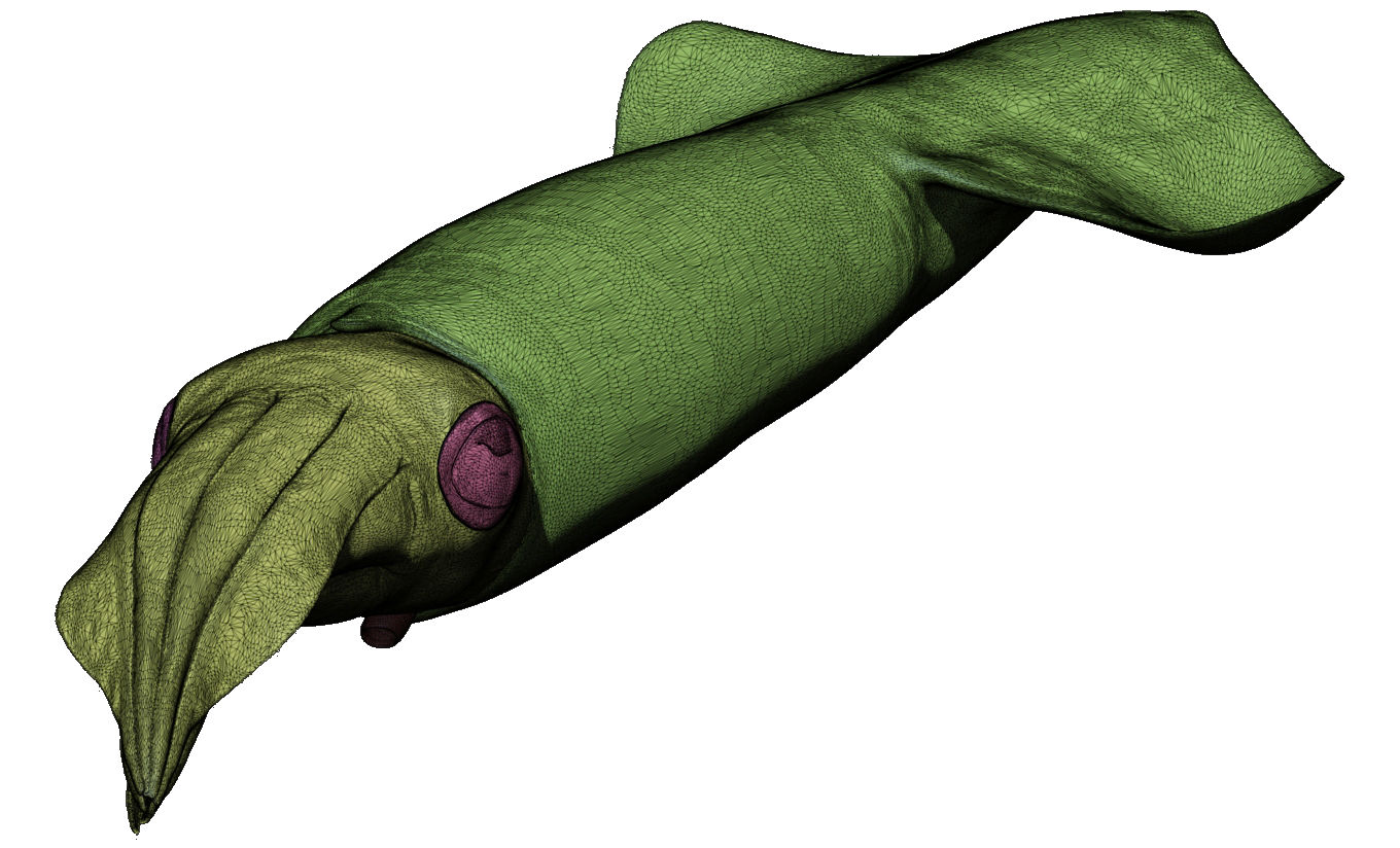 Kalmar - Squid in 15 different poses