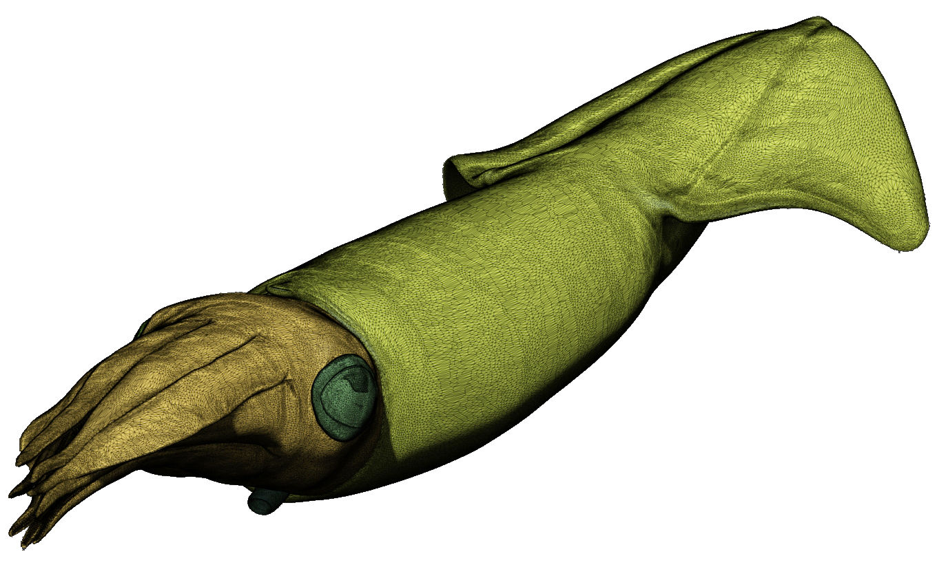 Kalmar - Squid in 15 different poses