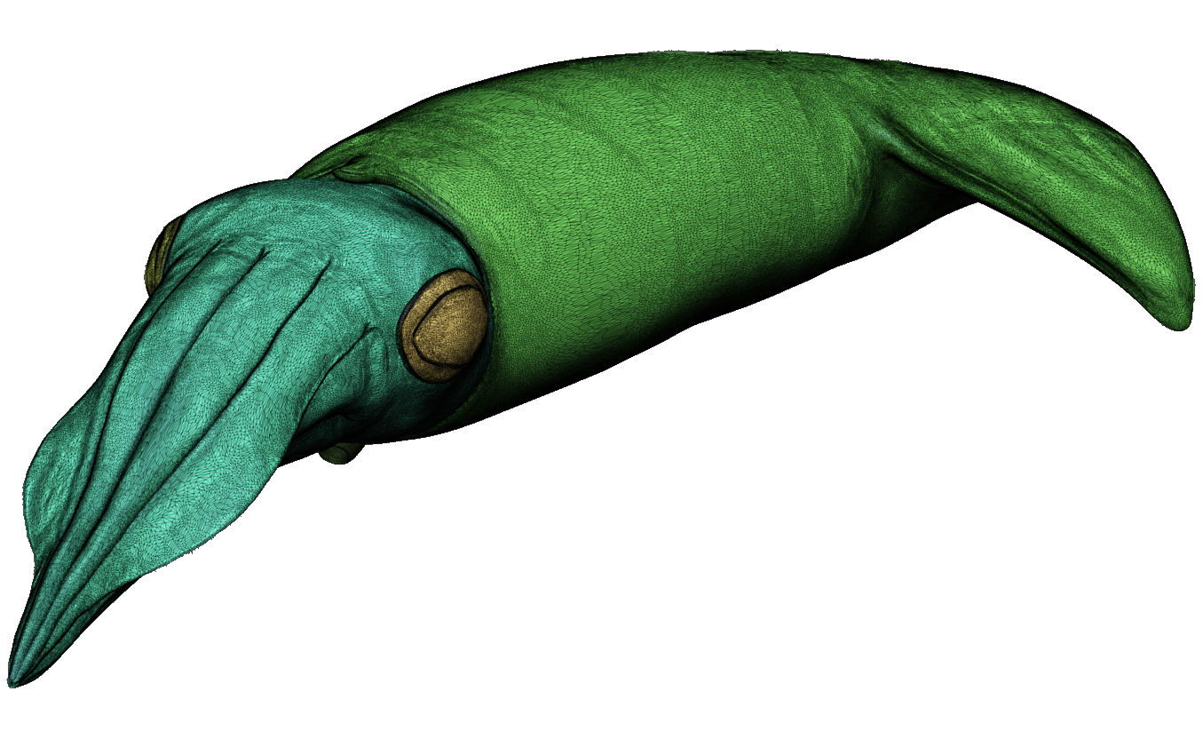 Kalmar - Squid in 15 different poses