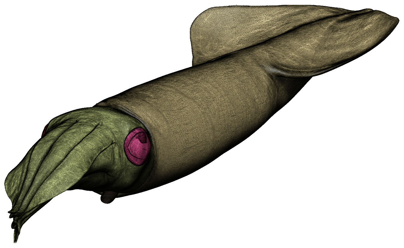 Kalmar - Squid in 15 different poses