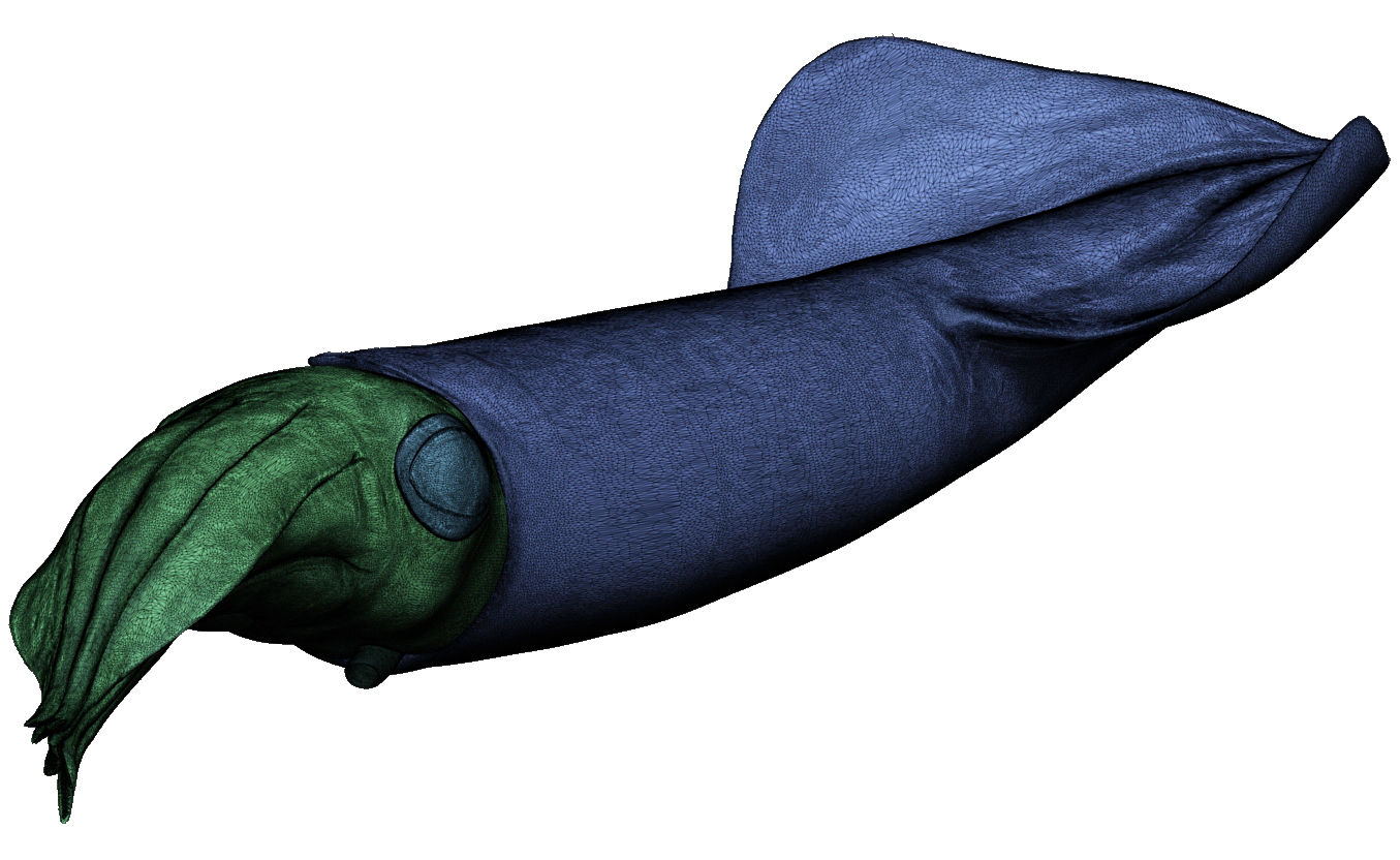 Kalmar - Squid in 15 different poses