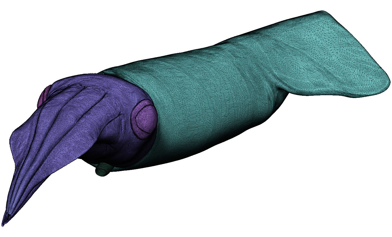 Kalmar - Squid in 15 different poses