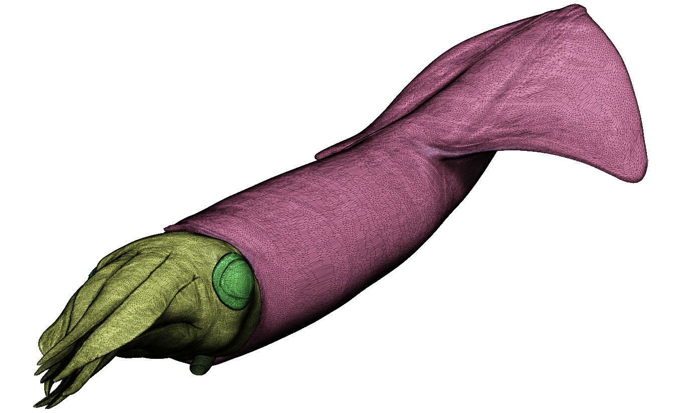 Kalmar - Squid in 15 different poses