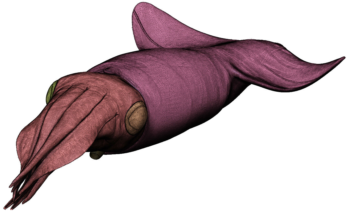 Kalmar - Squid in 15 different poses