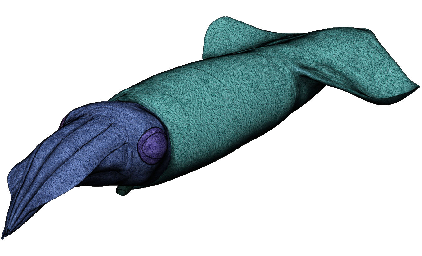 Kalmar - Squid in 15 different poses