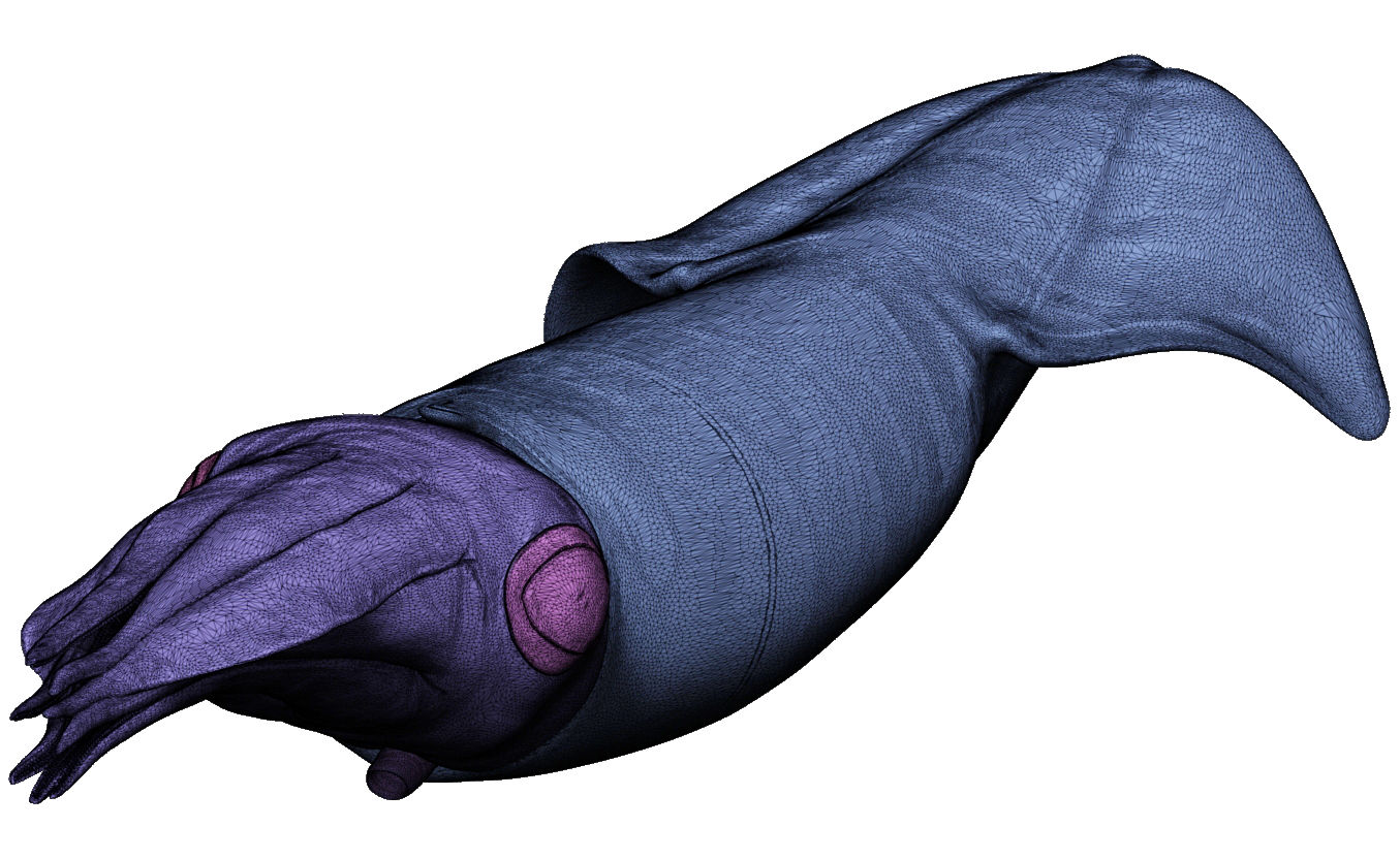 Kalmar - Squid in 15 different poses