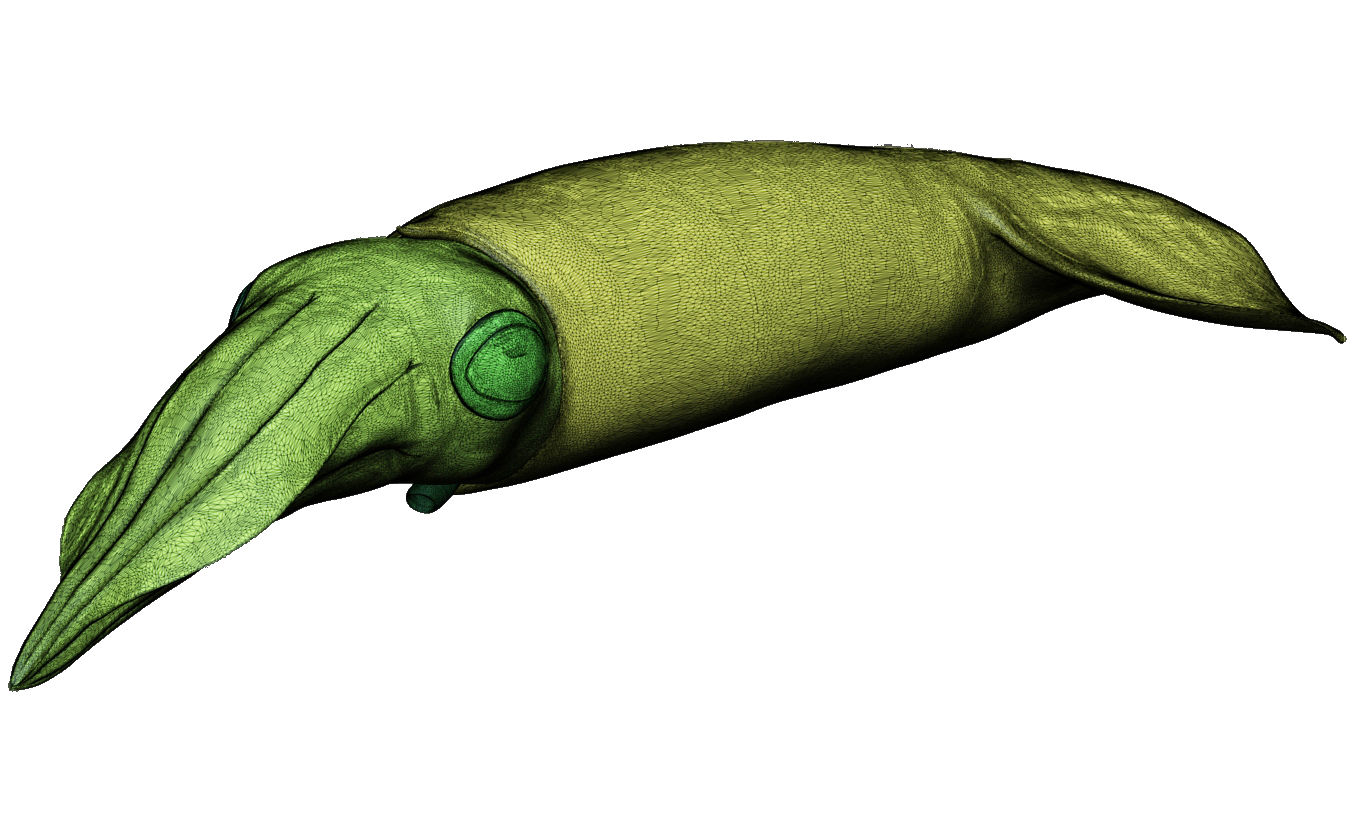 Kalmar - Squid in 15 different poses