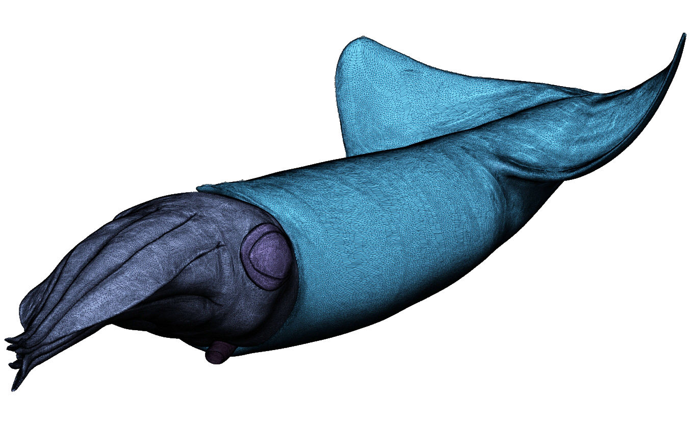 Kalmar - Squid in 15 different poses