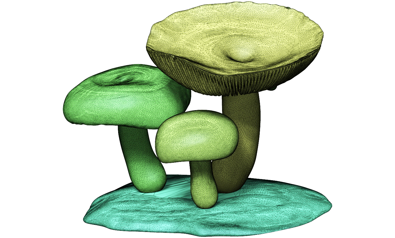 Yellowdrop milkcap - Lactarius chrysorrheus